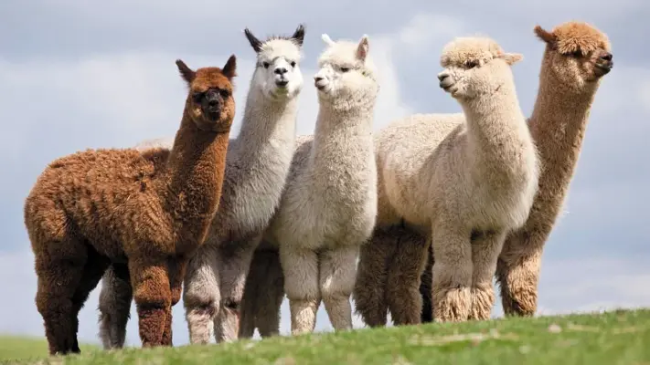 Baby Alpaca vs. Alpaca Wool: What’s the Difference?